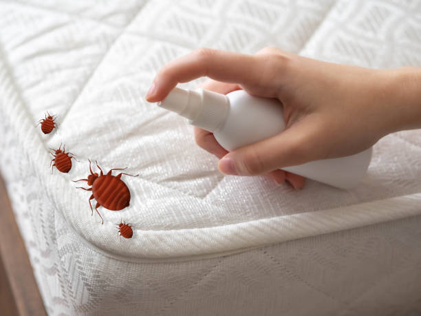 Best Pest Control Near Me  in Moreno Valley, CA
